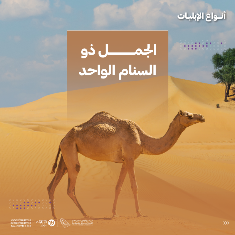 NLFDP_SA's tweet photo. #الإبليات 6 أنواع مختلفة حول العالم، تعرّف عليها. 

#السنة_الدولية_للإبليات2024

#IYC2024