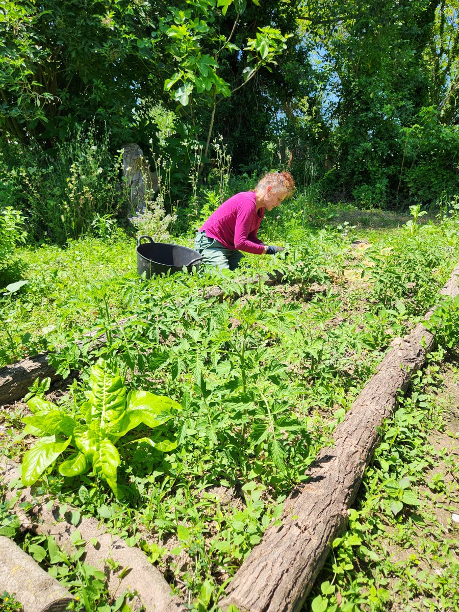 somdesalt's tweet photo. Oi que fa goig l'hort de l'@ateneusalt? 😍 

Doncs en part és gràcies als matinals a l'hort, una activitat que fem de la mà de #Milfulles a les hortes de #Salt 🌿

Si teniu curiositat per remenar la terra, tan sols heu de venir els dimecres de 10 a 13H. 😊 https://t.co/GQyEaW2Tct