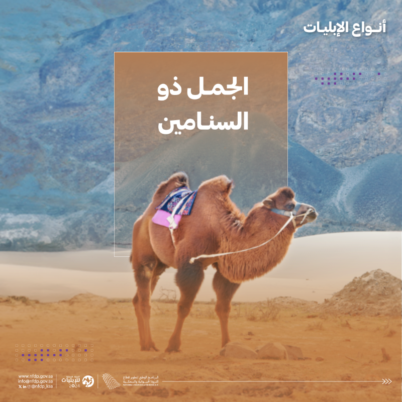 NLFDP_SA's tweet photo. #الإبليات 6 أنواع مختلفة حول العالم، تعرّف عليها. 

#السنة_الدولية_للإبليات2024

#IYC2024