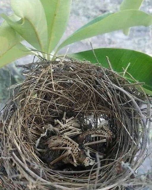 mayumiguillen's tweet photo. Esta imagen me parte el corazón 💔
Ya no volvió mamá… tampoco la comida.  
Cuando matan a un pájaro, también matan a una familia.   
Enséñale a tu hijo a respetar la vida. https://t.co/K40uZU4Mpy