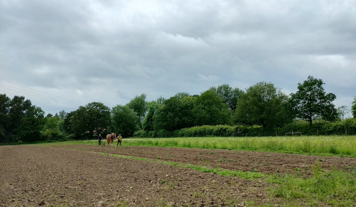 K8LeenLou's tweet photo. Absolutely loved seeing this beautiful Suffolk Punch at work on the land today @GressenhallFW #OpenFarmDay. A gentle giant. We all had a fantastic day. https://t.co/vfOj51CkXk