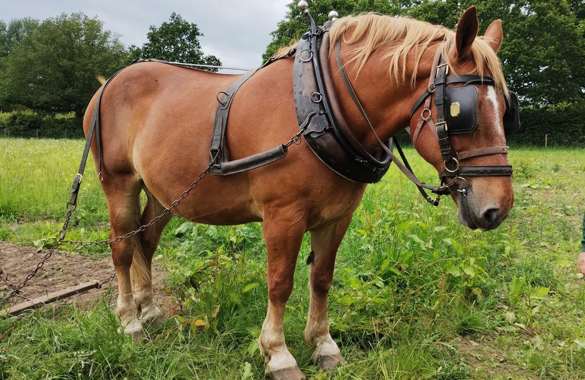 K8LeenLou's tweet photo. Absolutely loved seeing this beautiful Suffolk Punch at work on the land today @GressenhallFW #OpenFarmDay. A gentle giant. We all had a fantastic day. https://t.co/vfOj51CkXk