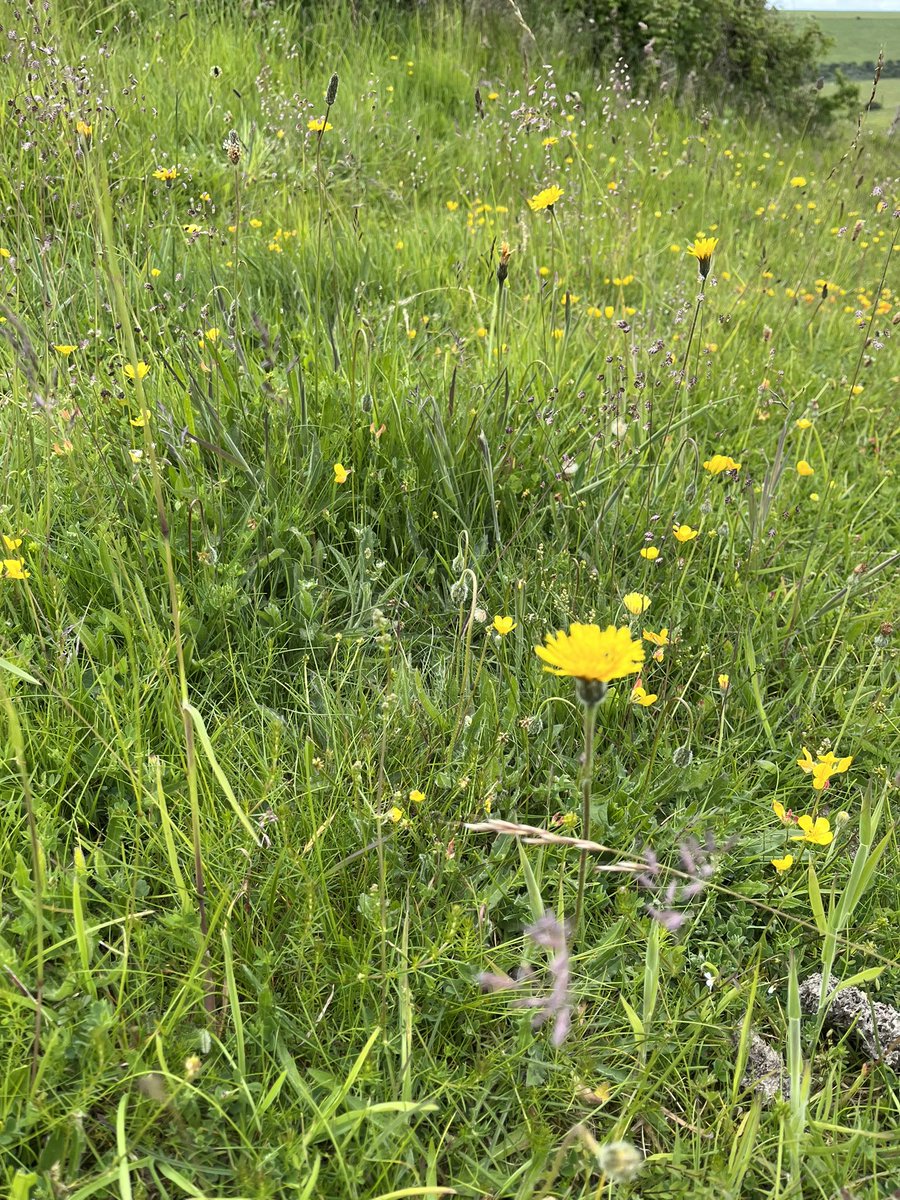 JulieBygraves's tweet photo. #wildflowerhour 
#shiftingbaselinesyndrome
#southdowns
#chalkgrassland
#orchids
#eastsussex
#pyramidalorchid https://t.co/5ZUgBtpTxC