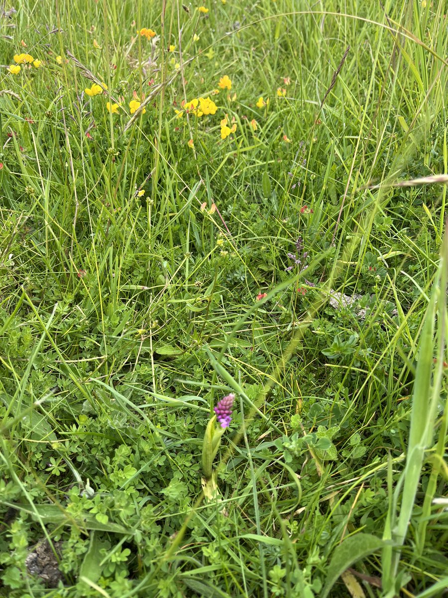 JulieBygraves's tweet photo. #wildflowerhour 
#shiftingbaselinesyndrome
#southdowns
#chalkgrassland
#orchids
#eastsussex
#pyramidalorchid https://t.co/5ZUgBtpTxC