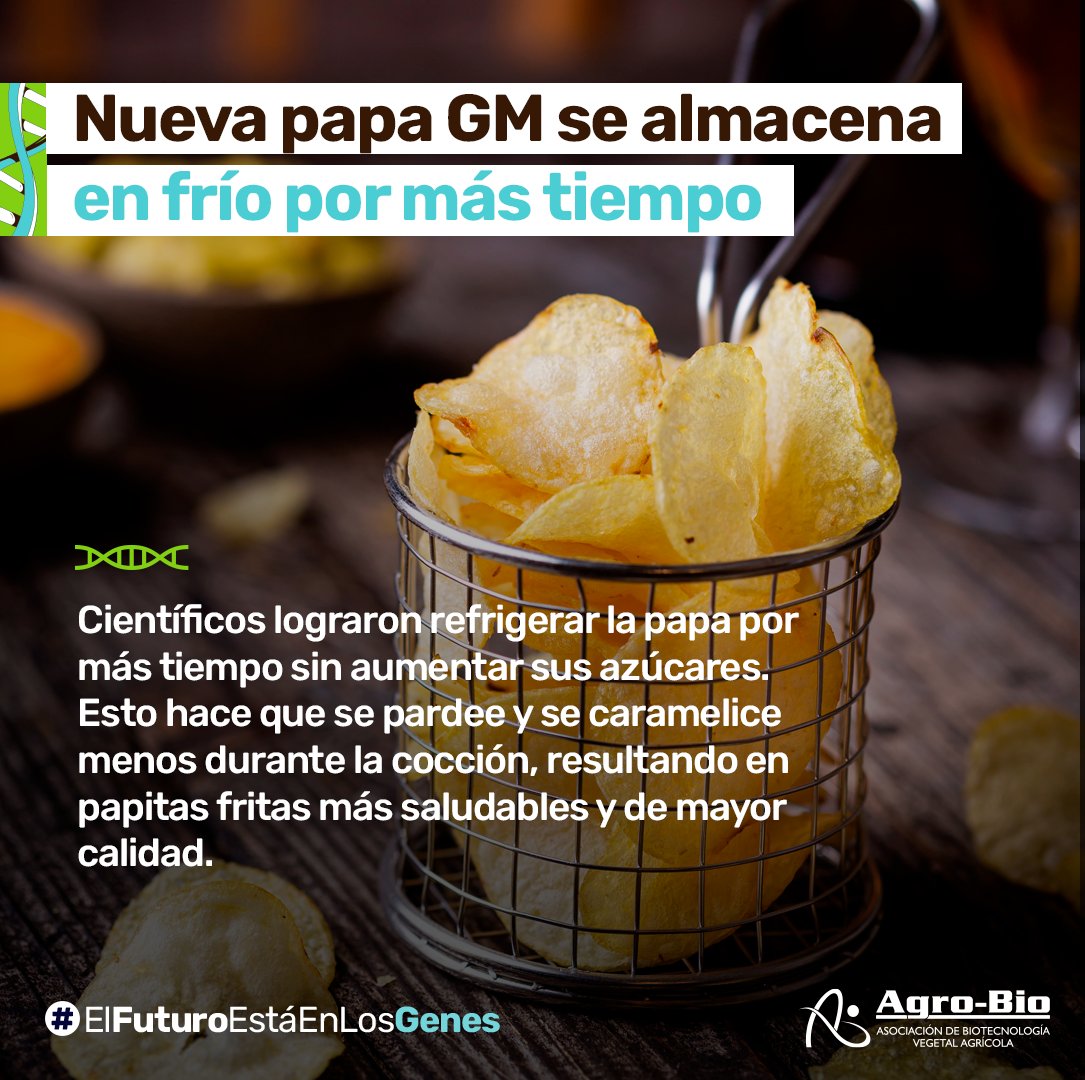 Agrobio_andina's tweet photo. #BioNoticia para la🥔|✨Científicos de la @michiganstateu lograron una papa GM que se almacena a 4°C y no acumula azúcares adicionales. 
Esto fue gracias a silenciar, con ingeniería genética, una enzima que convierte el almidón en azúcares.

🍟Haz clic: https://t.co/Crq1EB8kH6 https://t.co/fkpbUNtjEK