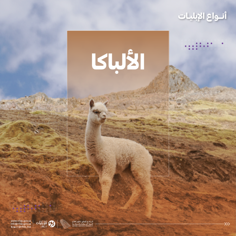 NLFDP_SA's tweet photo. #الإبليات 6 أنواع مختلفة حول العالم، تعرّف عليها. 

#السنة_الدولية_للإبليات2024

#IYC2024