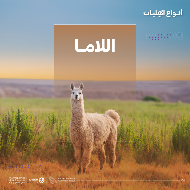 NLFDP_SA's tweet photo. #الإبليات 6 أنواع مختلفة حول العالم، تعرّف عليها. 

#السنة_الدولية_للإبليات2024

#IYC2024