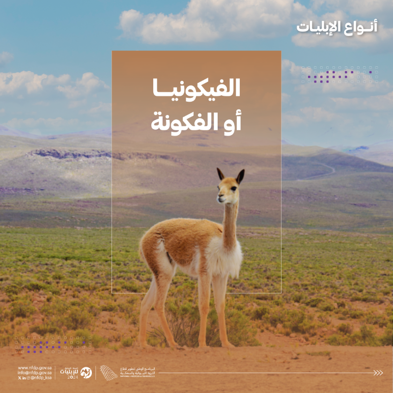 NLFDP_SA's tweet photo. #الإبليات 6 أنواع مختلفة حول العالم، تعرّف عليها. 

#السنة_الدولية_للإبليات2024

#IYC2024