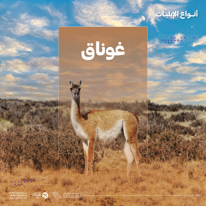 NLFDP_SA's tweet photo. #الإبليات 6 أنواع مختلفة حول العالم، تعرّف عليها. 

#السنة_الدولية_للإبليات2024

#IYC2024