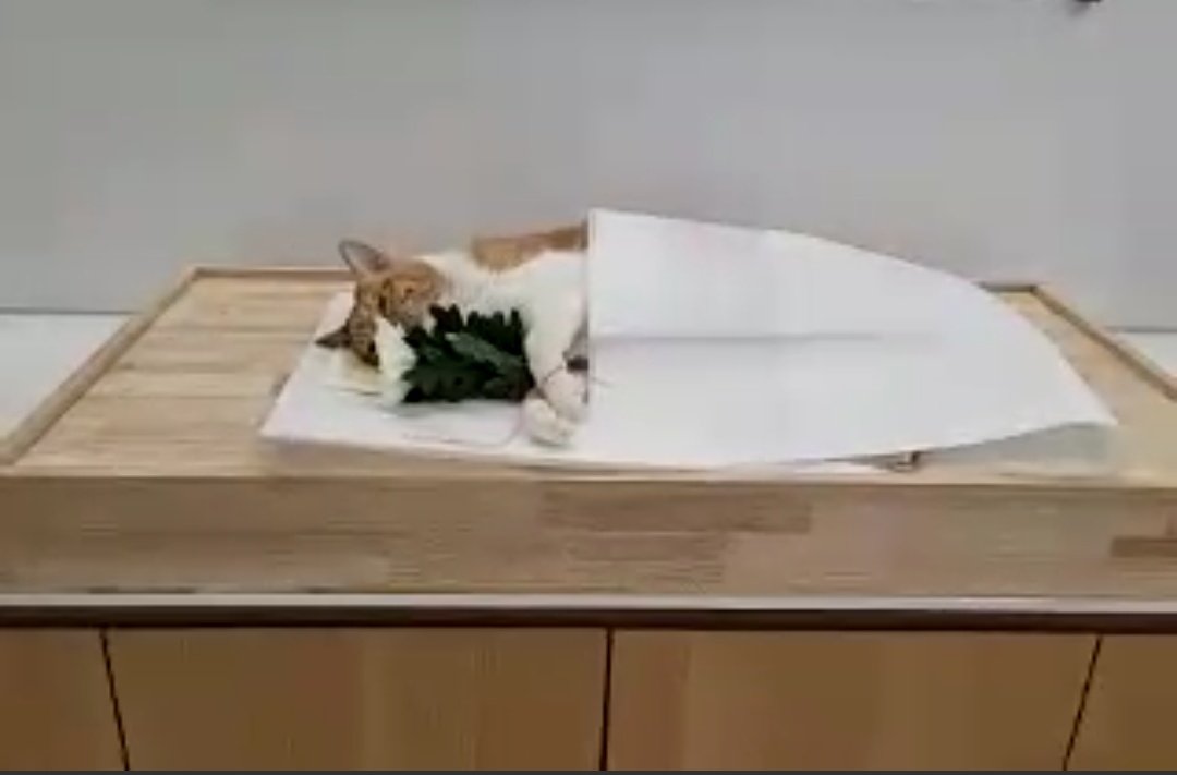 김뿌리 tweet media