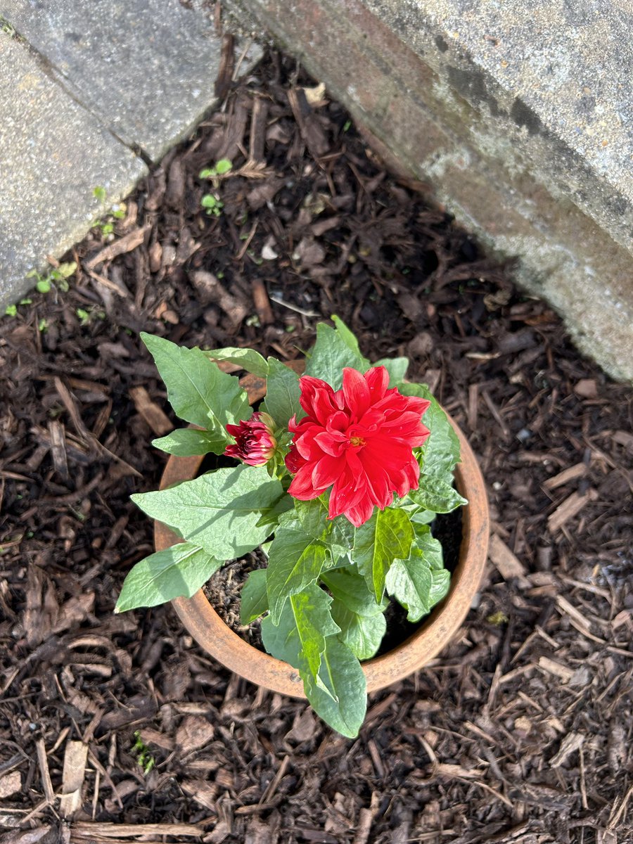 An afternoon in the garden is good for the soul! Dahlia looking bloomin’ lovely!