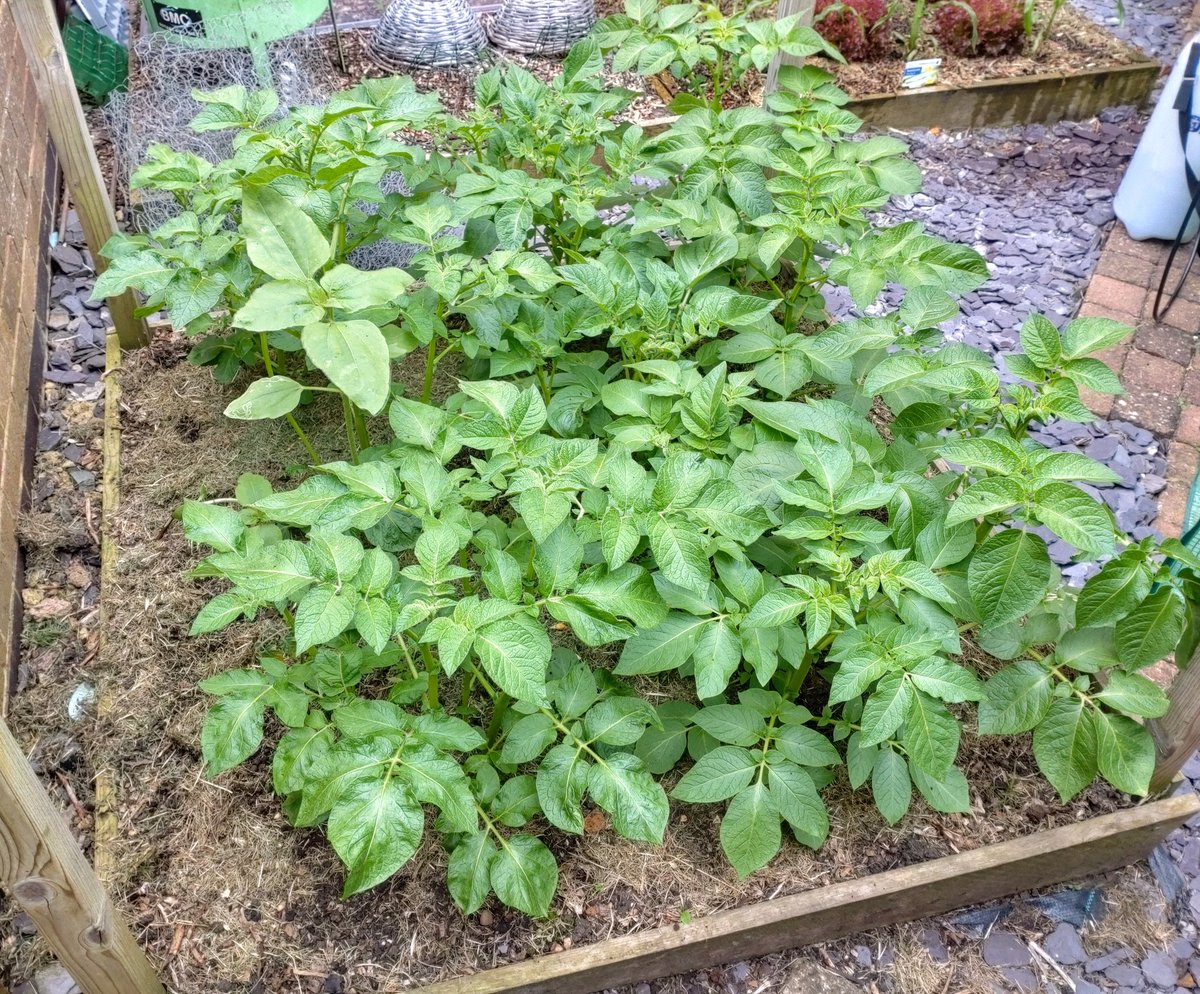 SLOAllotment's tweet photo. Potatoes, Sweetcorn and Salad doing good at mini Allotment at home https://t.co/uaF2f80ZRX