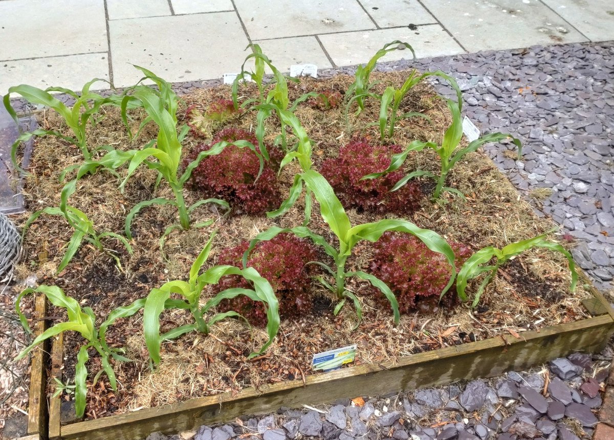 SLOAllotment's tweet photo. Potatoes, Sweetcorn and Salad doing good at mini Allotment at home https://t.co/uaF2f80ZRX