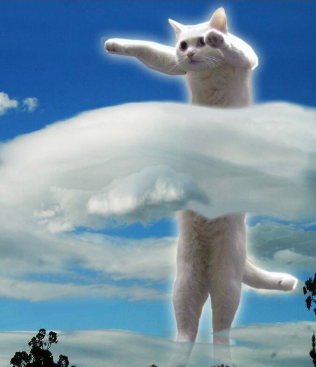 mobtehh's tweet photo. @blknoiz06 lol the only white cat we play is $long @NobikoCoin we stay long tho. 🍣 https://t.co/rVX3wBCizU