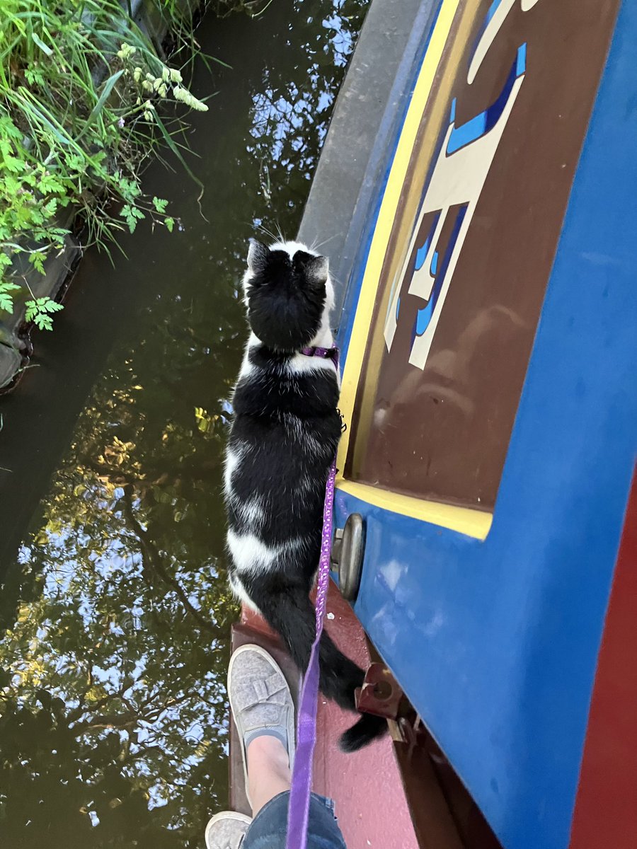 Tiddles Plumpkin tweet media
