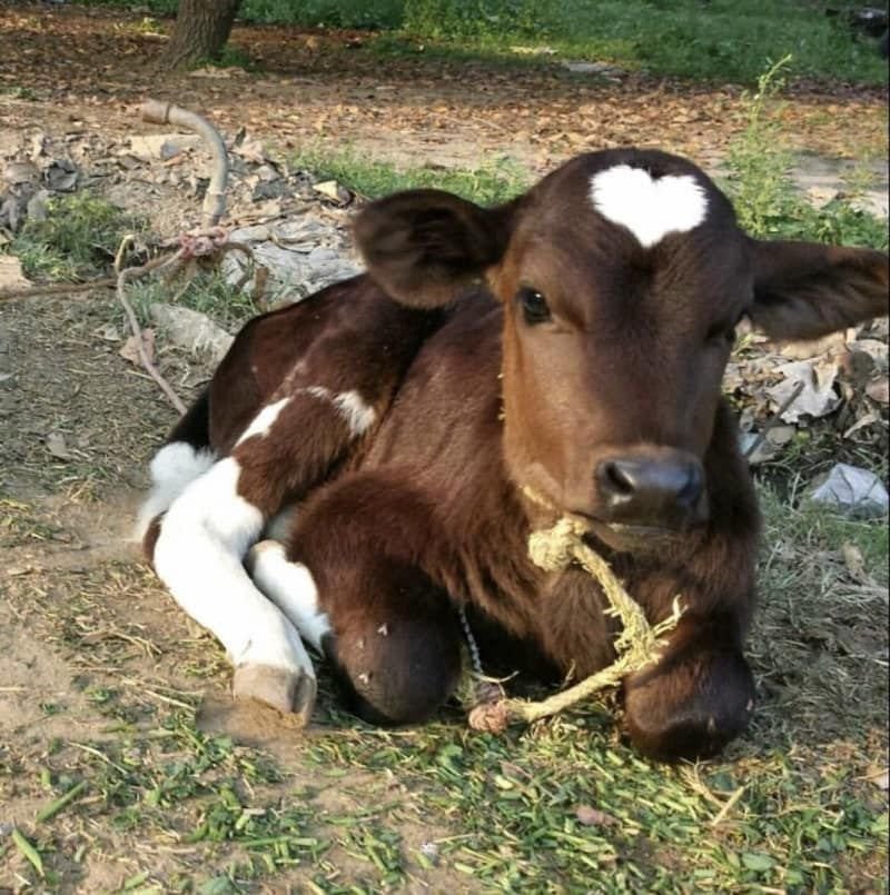twaniimals's tweet photo. 🤍 https://t.co/2ZS7t6xQZ7