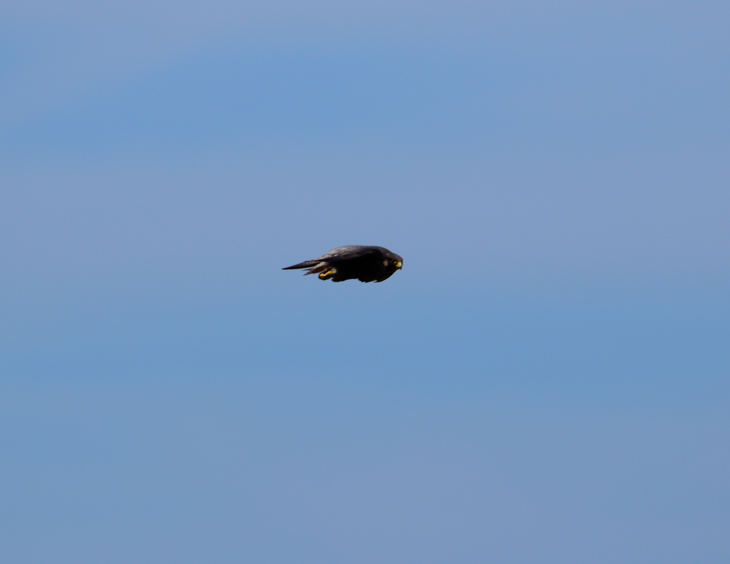 edumazinger's tweet image. La silueta del halcón peregrino es inconfundible cuando intenta llegar a 340 kms/h. en el cielo. Pero cuando se acerca un poco para decirte que ahí no debes estar, cambia radicalmente y parece un pavo real. 
Oleiros.
@avesibericas @Guisadopepe
#falco #peregrino #halcon #pilgrim