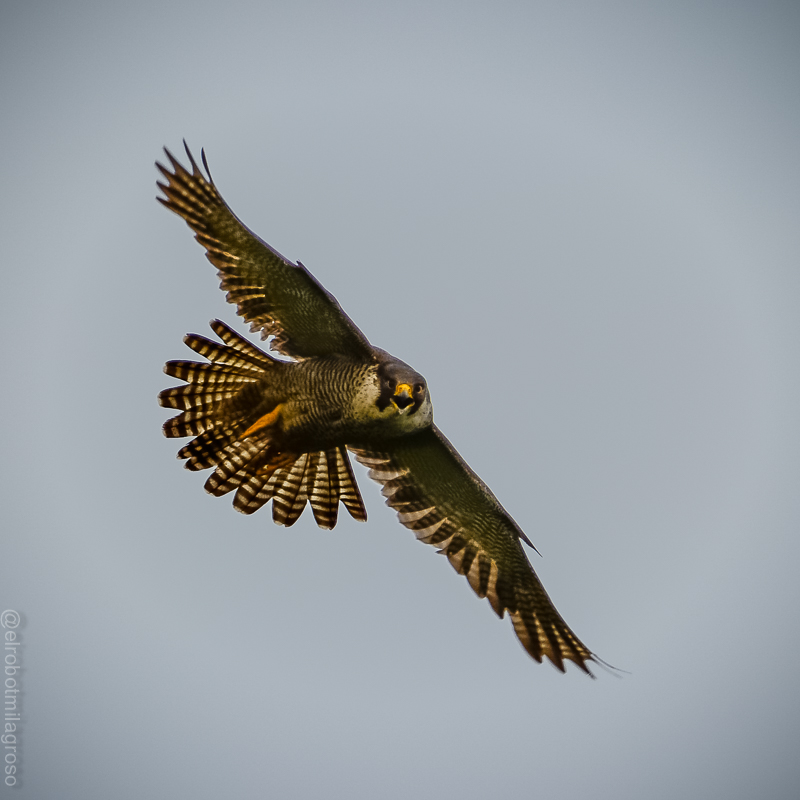 edumazinger's tweet image. La silueta del halcón peregrino es inconfundible cuando intenta llegar a 340 kms/h. en el cielo. Pero cuando se acerca un poco para decirte que ahí no debes estar, cambia radicalmente y parece un pavo real. 
Oleiros.
@avesibericas @Guisadopepe
#falco #peregrino #halcon #pilgrim