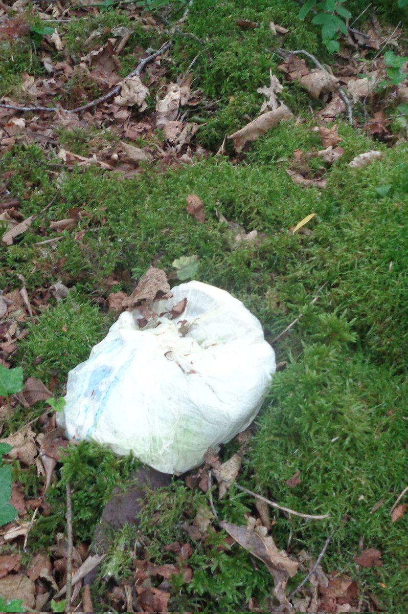 9/6/24
7 bag heddiw, diolch i 6 gwirfoddolwyr am droi allan ar ddiwrnod mor brysur a tamp. Afiach dod o hyd I fwy o ysgarthion dynol a chewyn.

7 bags collected today, thanks to 6 volunteers for turning out on a busy and damp day. Disgusted to find more human faeces and a nappy.