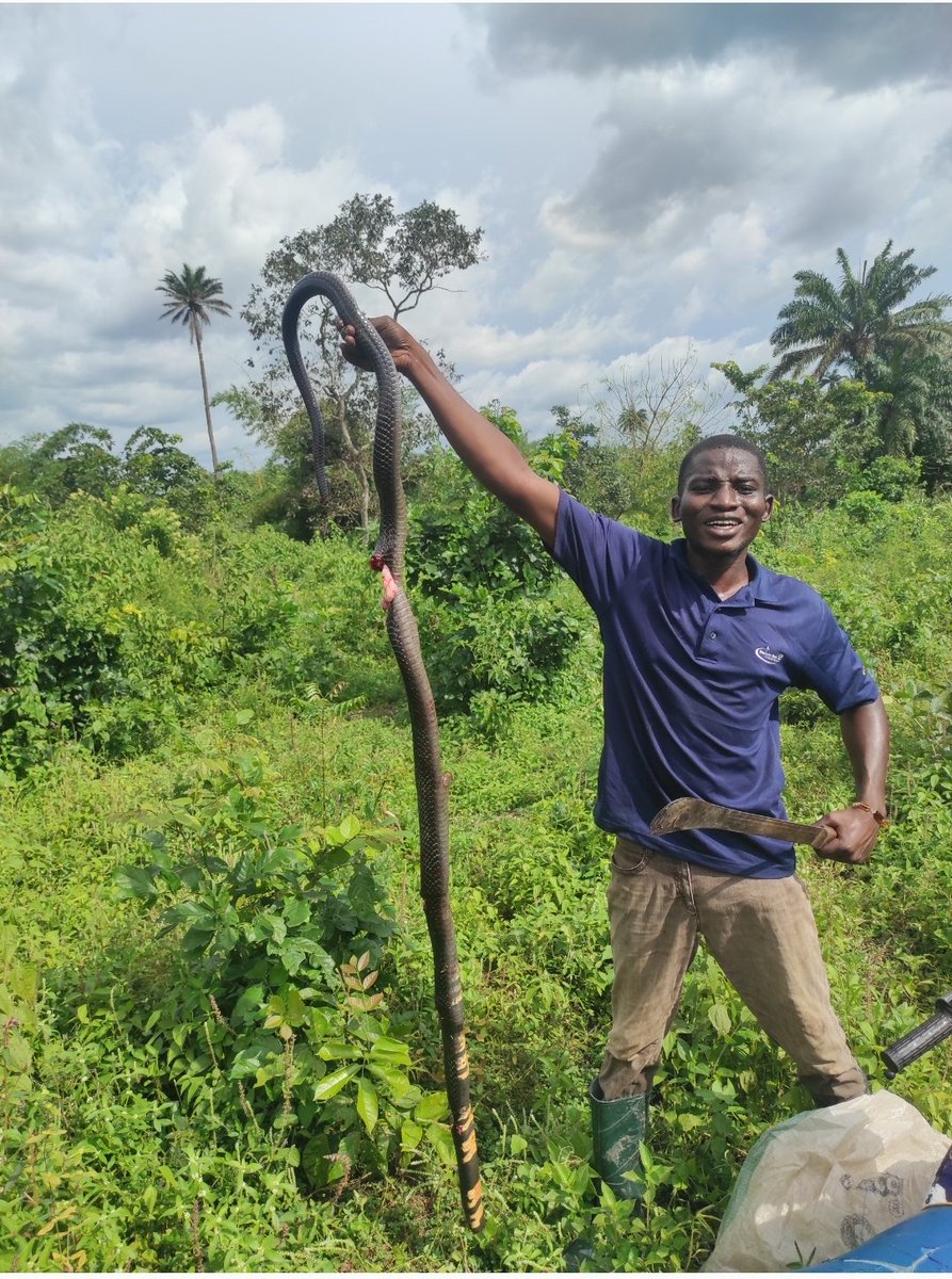Naija_farmers's tweet photo. The fearless farmer who took down a venomous snake! My bravery and quick thinking saved the day!
It has two legs π³
What is the name of this snake pls @arojinle1
#CourageousFarmer #SnakeSlayer" https://t.co/blTMS4Xj51