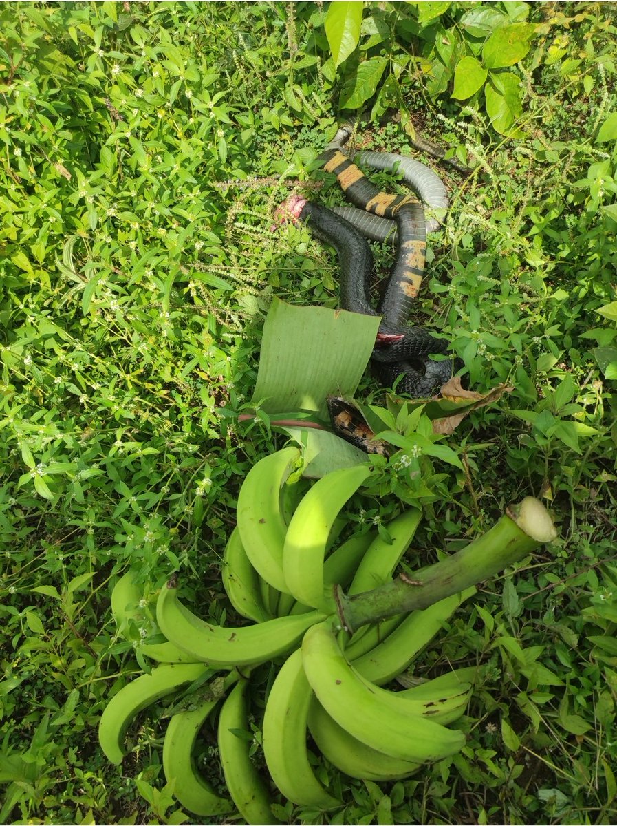 Naija_farmers's tweet photo. The fearless farmer who took down a venomous snake! My bravery and quick thinking saved the day!
It has two legs π³
What is the name of this snake pls @arojinle1
#CourageousFarmer #SnakeSlayer" https://t.co/blTMS4Xj51