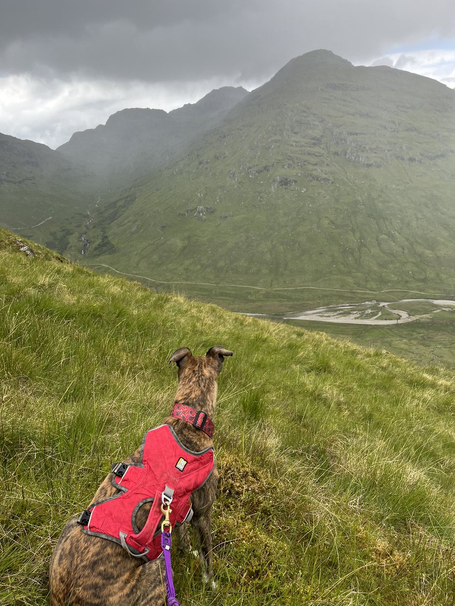 ratherbrunning's tweet image. The munros are getting about bit much for Rosie now but we’ve had a lush weekend taking in a couple of corbetts from Balquidder. The weather was kind and the hills quiet - absolutely perfect 🐾🐕💜