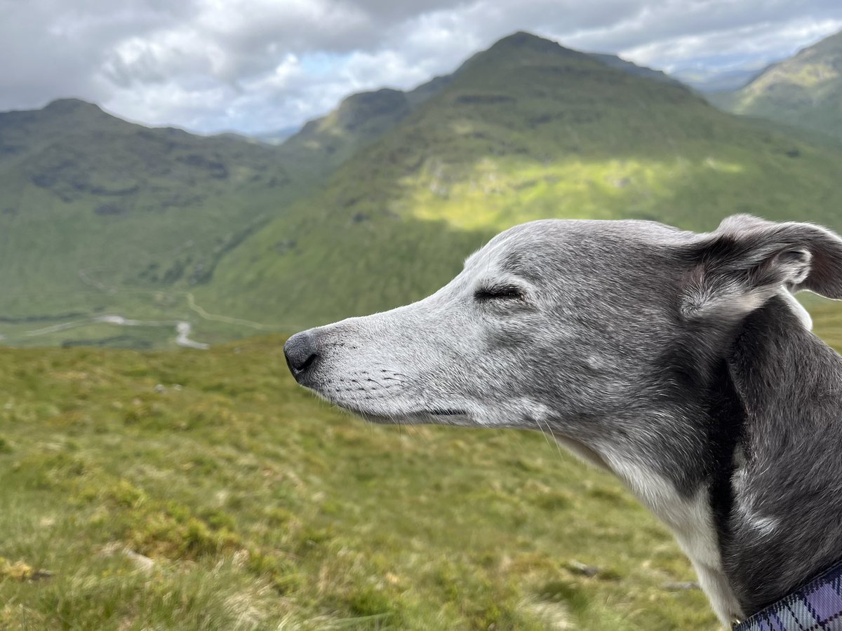 ratherbrunning's tweet image. The munros are getting about bit much for Rosie now but we’ve had a lush weekend taking in a couple of corbetts from Balquidder. The weather was kind and the hills quiet - absolutely perfect 🐾🐕💜