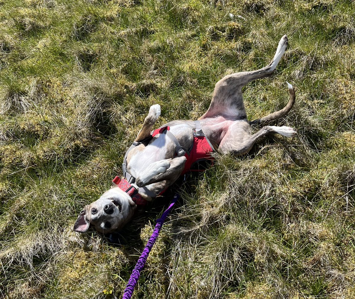 ratherbrunning's tweet image. The munros are getting about bit much for Rosie now but we’ve had a lush weekend taking in a couple of corbetts from Balquidder. The weather was kind and the hills quiet - absolutely perfect 🐾🐕💜