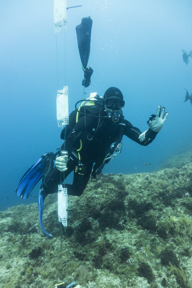 JooCanrio3's tweet image. A wonderful experience diving and sampling in Azores in low deep hydrothermal vents. Testing new protocols and devices to better understand the origin of life on 🌎. All in the scope of the project #Origins with a great team leaded by @ZitaMartins. @cqe_lisboa @istecnico