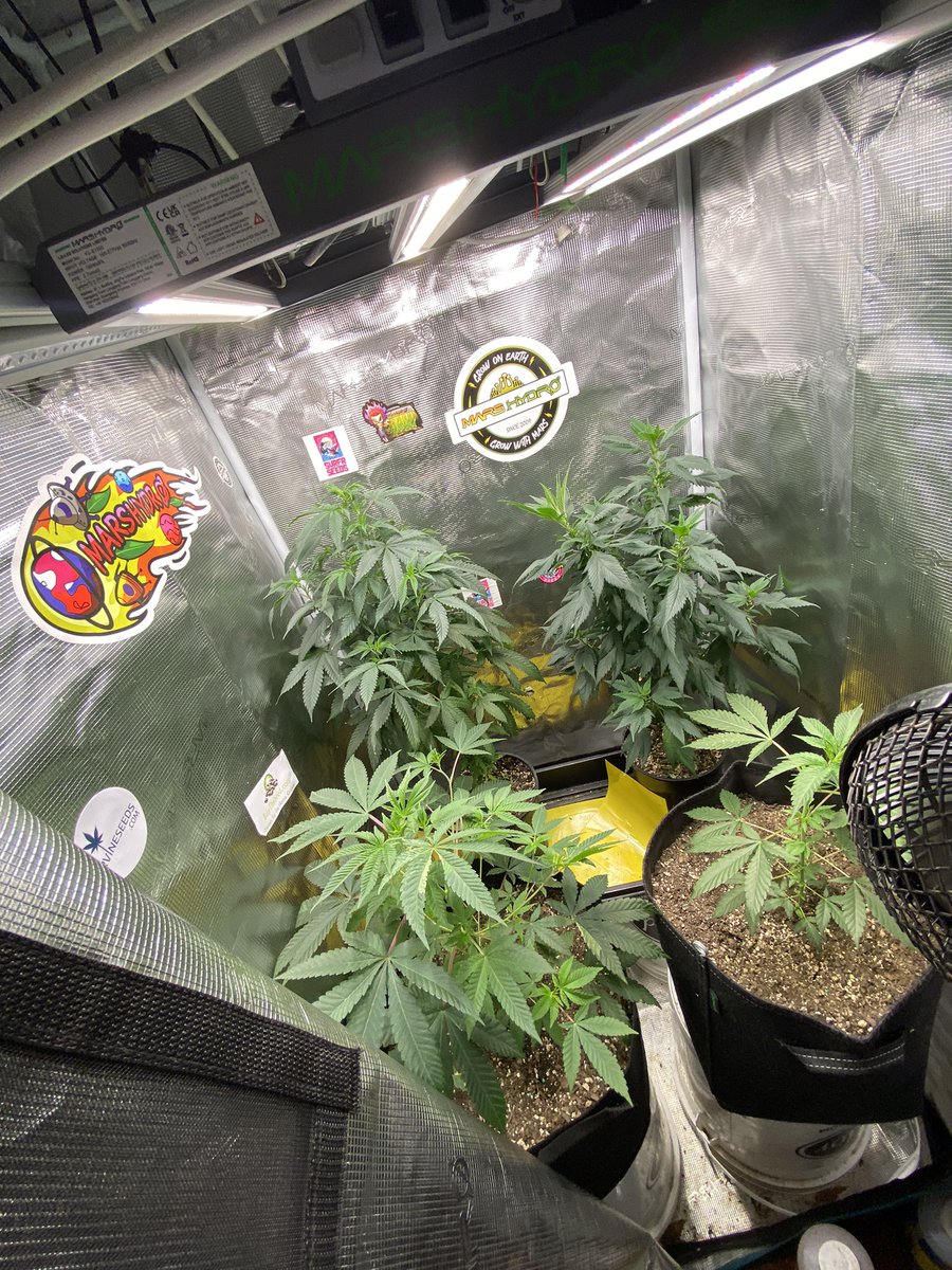 djallnight718's tweet photo. Sunday Funday 🔥🦾⭐️🥬🫡🙈 peace ✌️ to All My Growie’s…..
@Henry117_
#MarsHydroGrowKit
#MarsHydroGrowTent
#MarsHydroGrowFan
#MarsHydroFCE1500
#MarsHydroADLITE
#UV30
#IR15 https://t.co/XdxwSlSiou