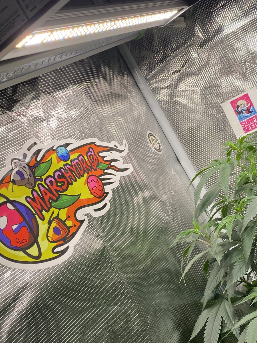 djallnight718's tweet photo. Sunday Funday 🔥🦾⭐️🥬🫡🙈 peace ✌️ to All My Growie’s…..
@Henry117_
#MarsHydroGrowKit
#MarsHydroGrowTent
#MarsHydroGrowFan
#MarsHydroFCE1500
#MarsHydroADLITE
#UV30
#IR15 https://t.co/XdxwSlSiou