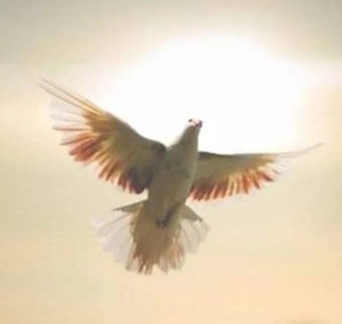 ¿Cuál es el pecado contra el Espíritu Santo que es imperdonable?

Los pecados contra el Espíritu Santo son:
 1. Presunción.
 2. Desesperación.
 3. Resistir la verdad conocida.
 4. Envidia del bien espiritual de otro.
 5. Obstinación en el pecado.
 6. Impenitencia final.
Hilo 🧵👇