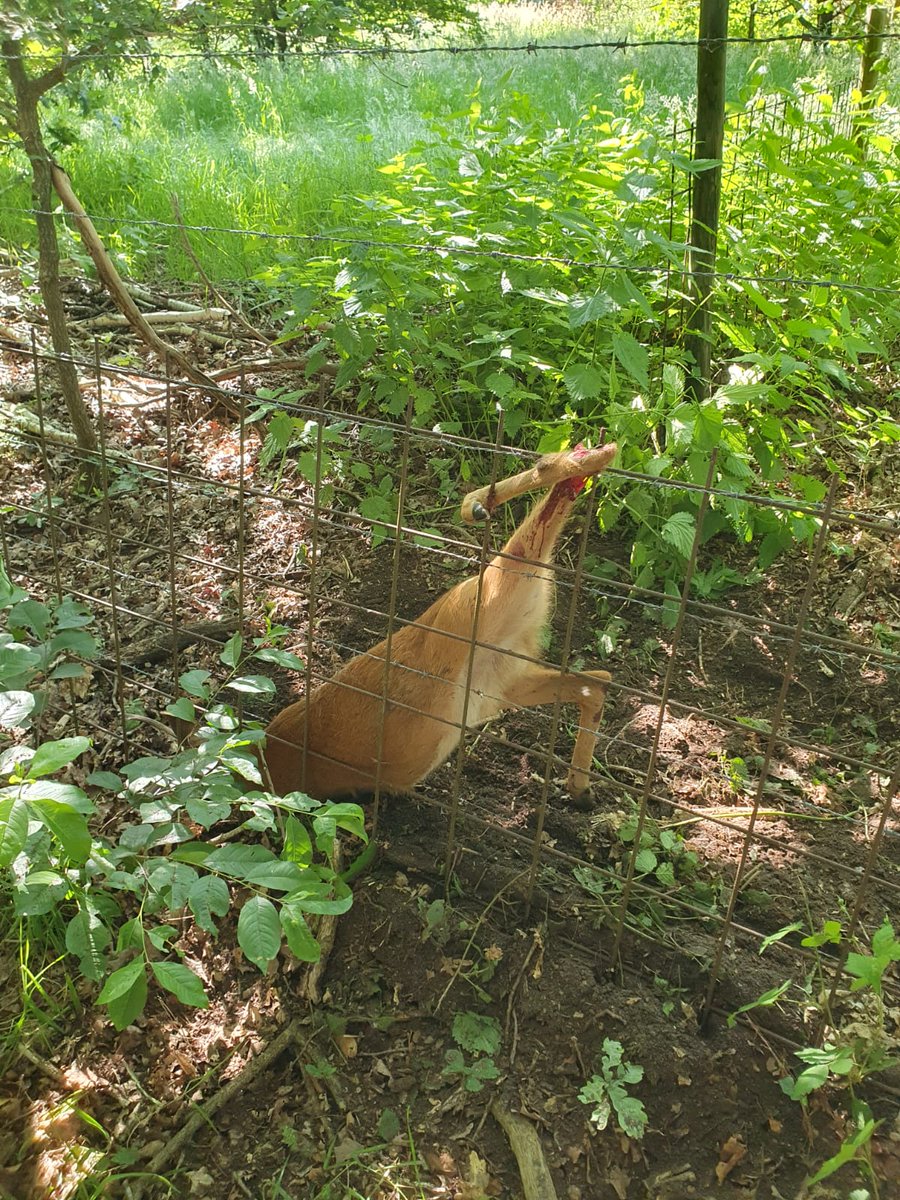 Daarom geen spijlen op hekwerk! Deze reebok is vanmorgen uit zijn lijden verlost.