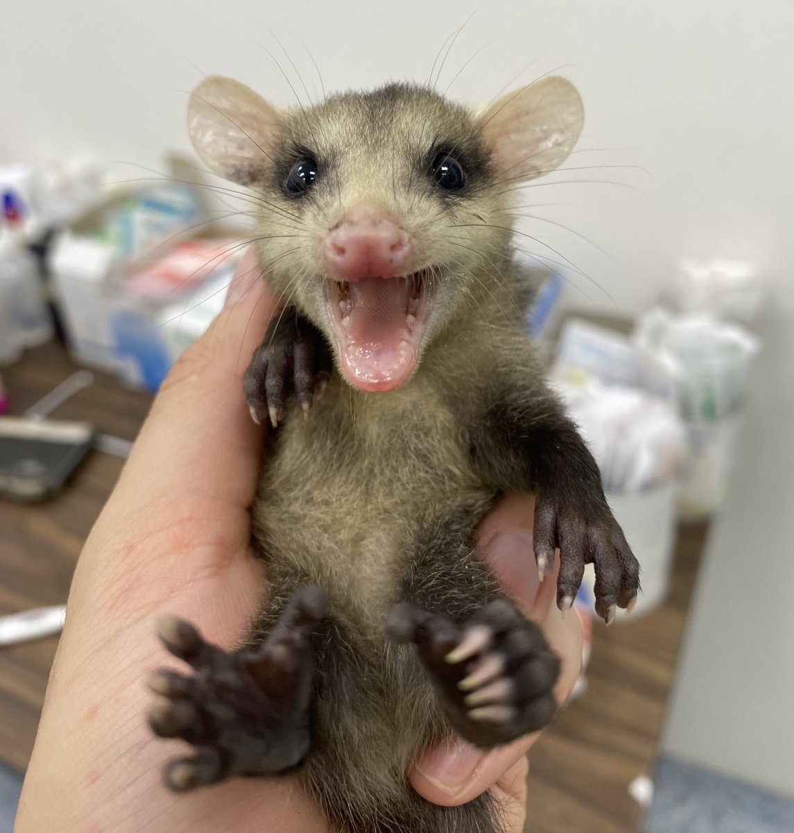 Es temporada de bebés