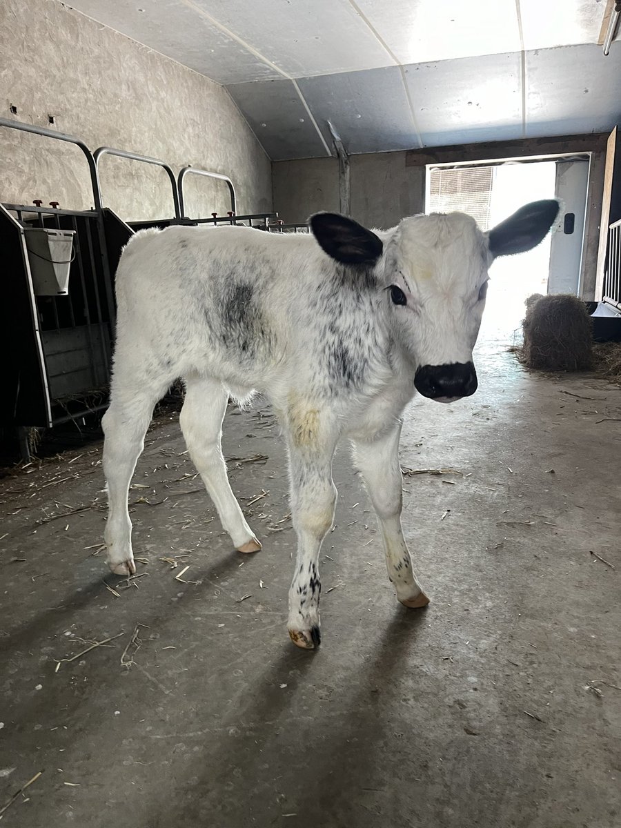 Helma Breunissen 🐄 🥛 🚴♀️ tweet media