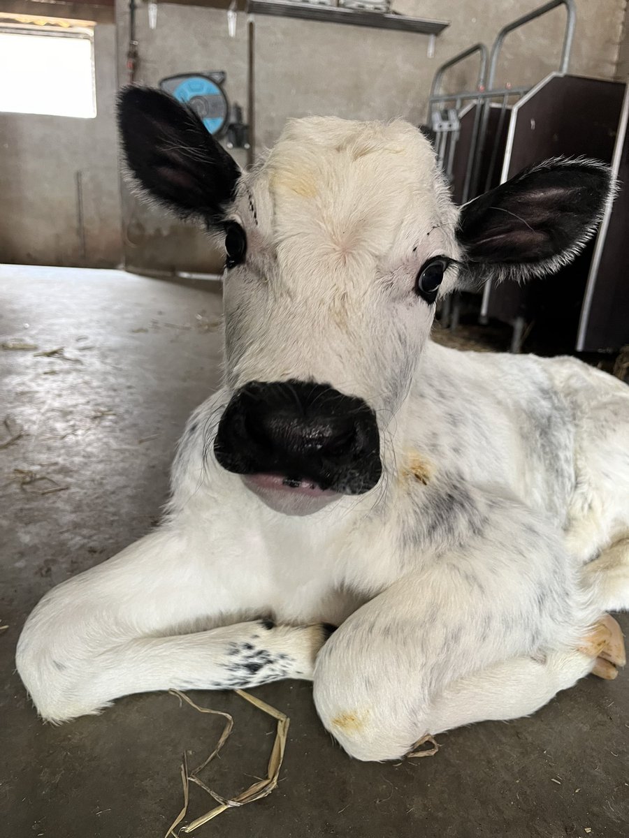 Helma Breunissen 🐄 🥛 🚴♀️ tweet media