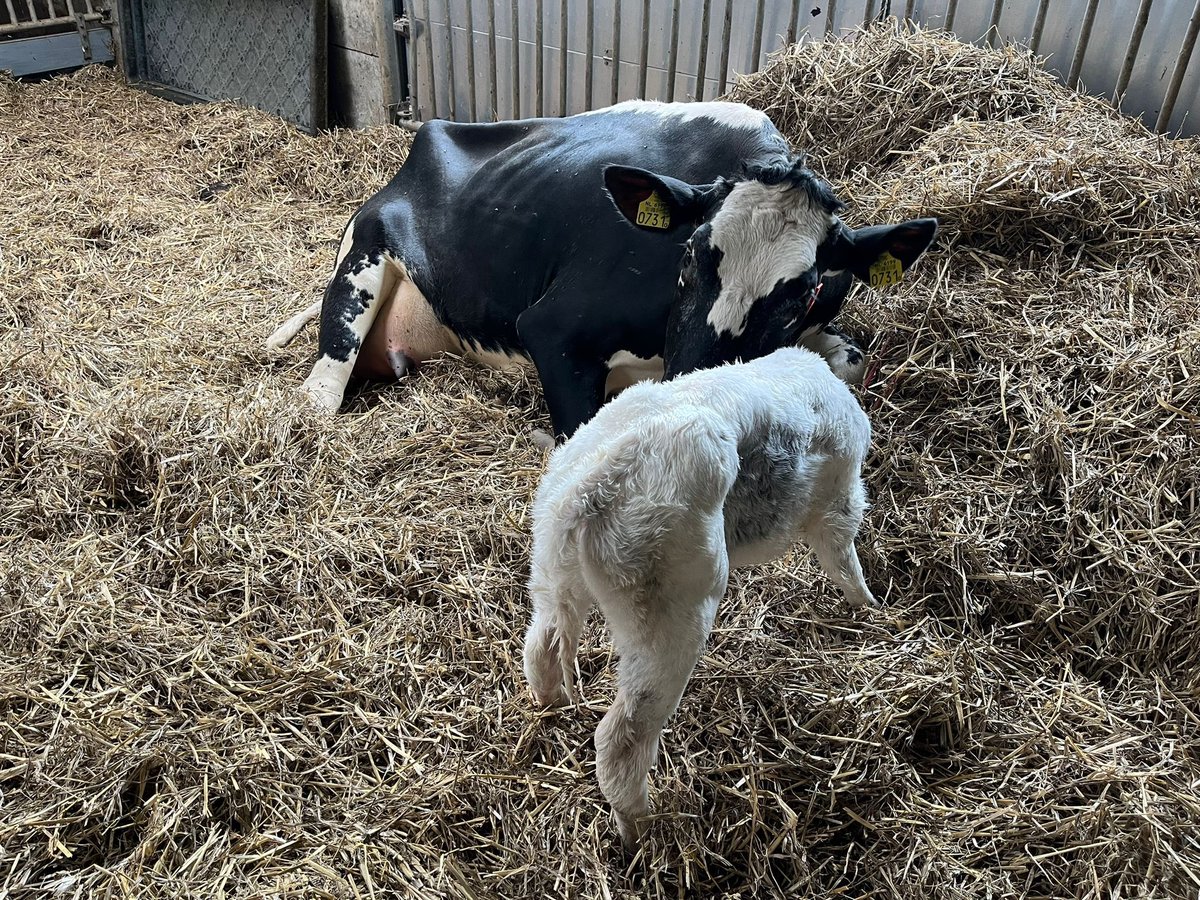 Helma Breunissen 🐄 🥛 🚴♀️ tweet media