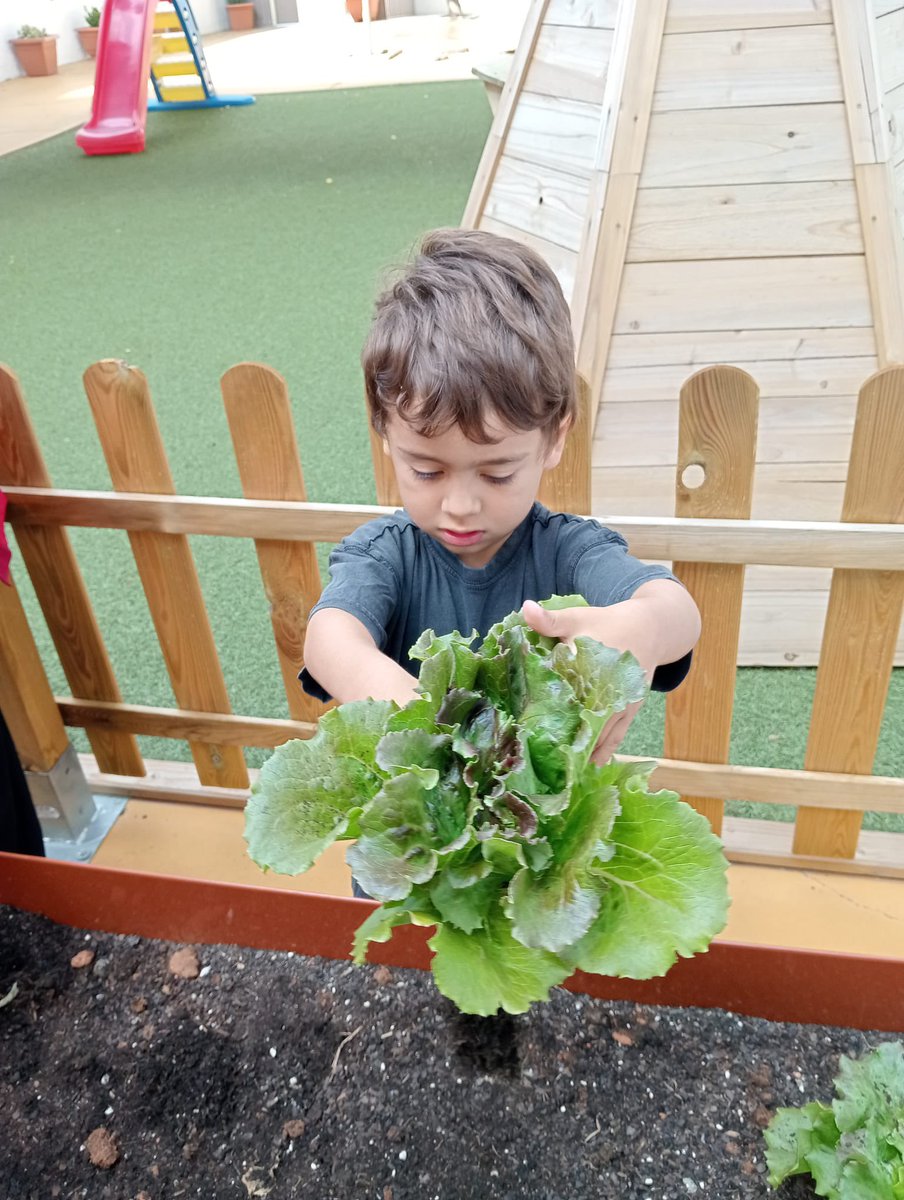 petitsgegantsV's tweet photo. 🥬 Aquesta setmana hem recollit els enciams del nostre hort. 

#intensament #escolacompromesa #llar #infantil #vedrunabategaambtu #miradesdeservei #petitsgegantsvedruna https://t.co/BkQbcMXsV1