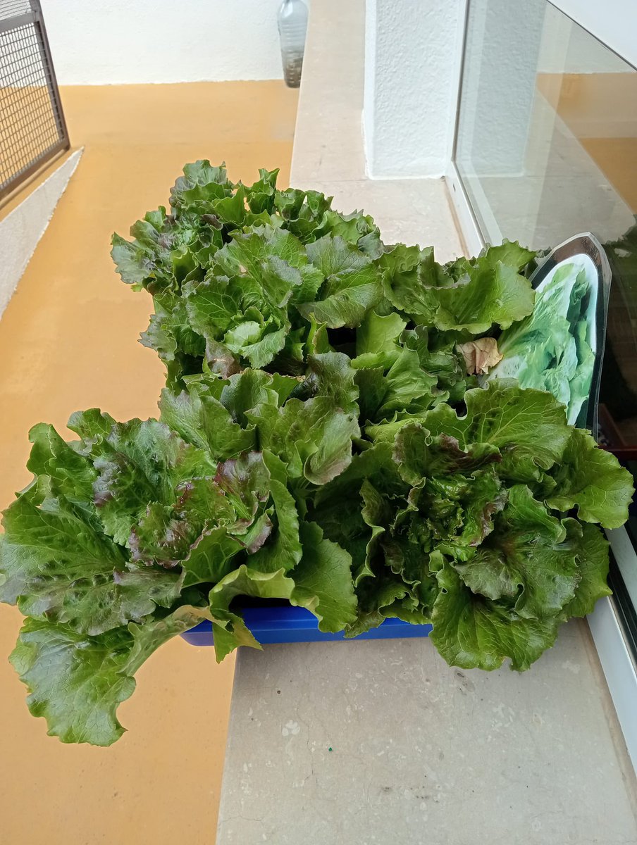 petitsgegantsV's tweet photo. 🥬 Aquesta setmana hem recollit els enciams del nostre hort. 

#intensament #escolacompromesa #llar #infantil #vedrunabategaambtu #miradesdeservei #petitsgegantsvedruna https://t.co/BkQbcMXsV1
