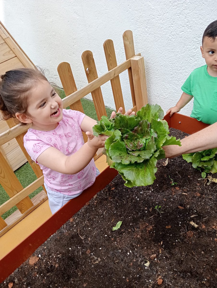 petitsgegantsV's tweet photo. 🥬 Aquesta setmana hem recollit els enciams del nostre hort. 

#intensament #escolacompromesa #llar #infantil #vedrunabategaambtu #miradesdeservei #petitsgegantsvedruna https://t.co/BkQbcMXsV1