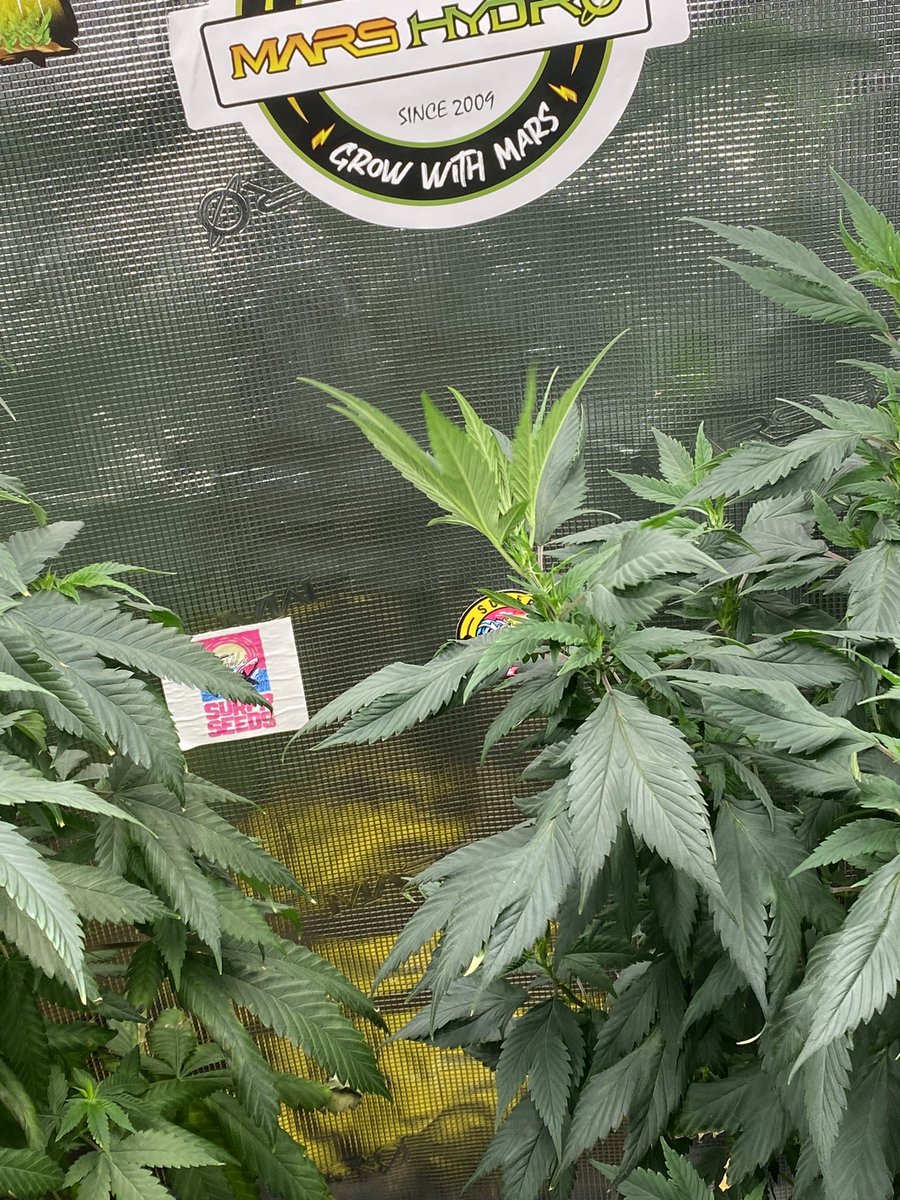 djallnight718's tweet photo. @Henry117_
#MarsHydroGrowKit
#MarsHydroGrowTent
#MarsHydroGrowFan
#MarsHydroFCE1500
#MarsHydroADLITE
#UV30
#IR15
Stickers Are official 🔥🔥🔥🔥
@MarsHydroLight @Marshydro https://t.co/g5lXHpz77d