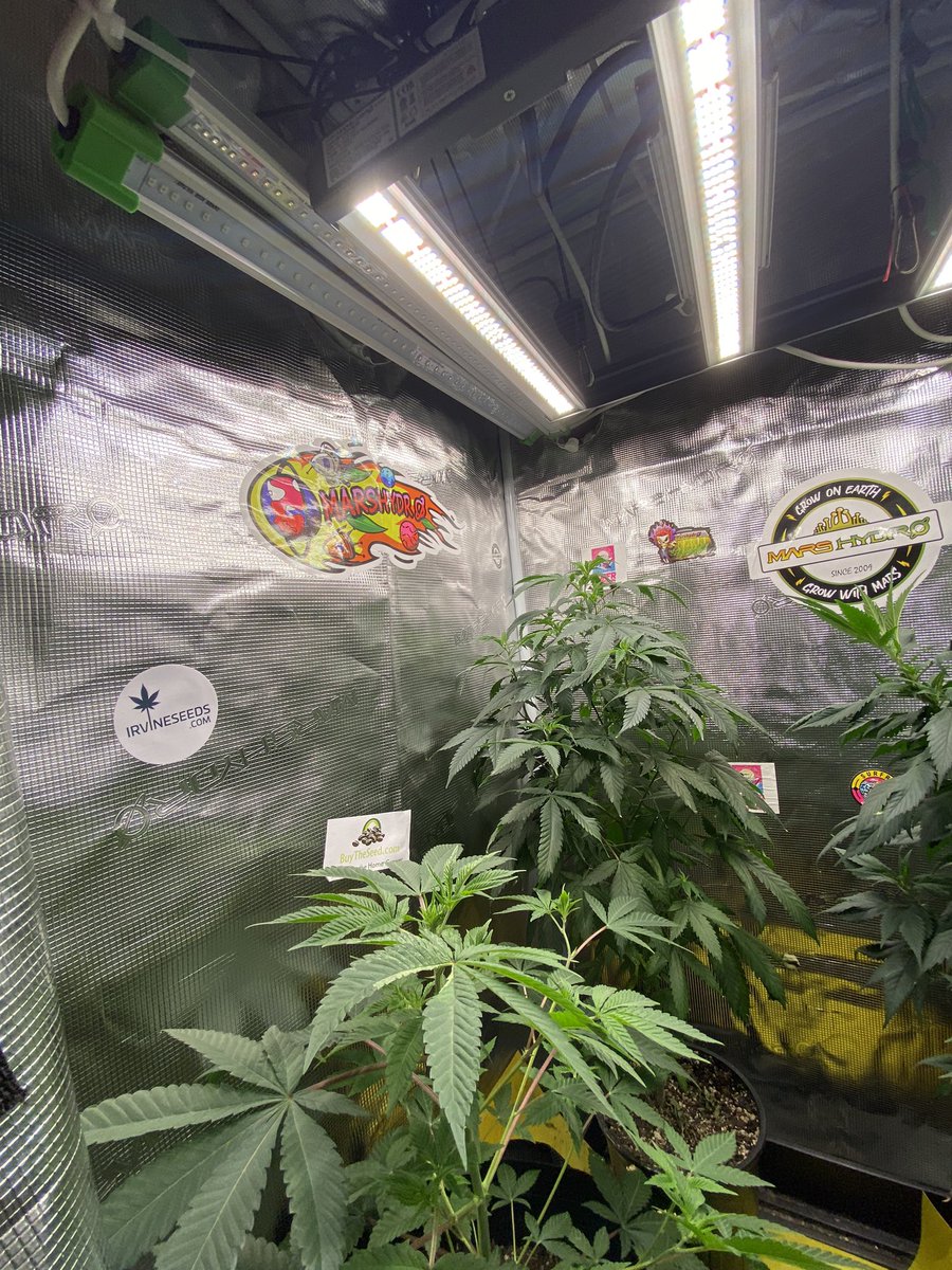 djallnight718's tweet photo. @Henry117_
#MarsHydroGrowKit
#MarsHydroGrowTent
#MarsHydroGrowFan
#MarsHydroFCE1500
#MarsHydroADLITE
#UV30
#IR15
Stickers Are official 🔥🔥🔥🔥
@MarsHydroLight @Marshydro https://t.co/g5lXHpz77d