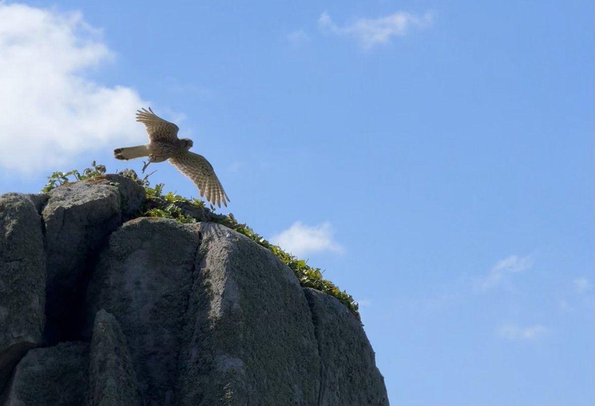 HimsworthM's tweet photo. Enjoyed watching a family of Kestrel’s so close up! On a coastal walk in #Guernsey ⁦@LaSocieteG⁩ https://t.co/9msaLvOBlN