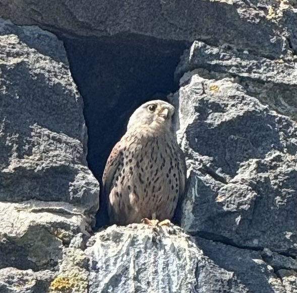 HimsworthM's tweet photo. Enjoyed watching a family of Kestrel’s so close up! On a coastal walk in #Guernsey ⁦@LaSocieteG⁩ https://t.co/9msaLvOBlN