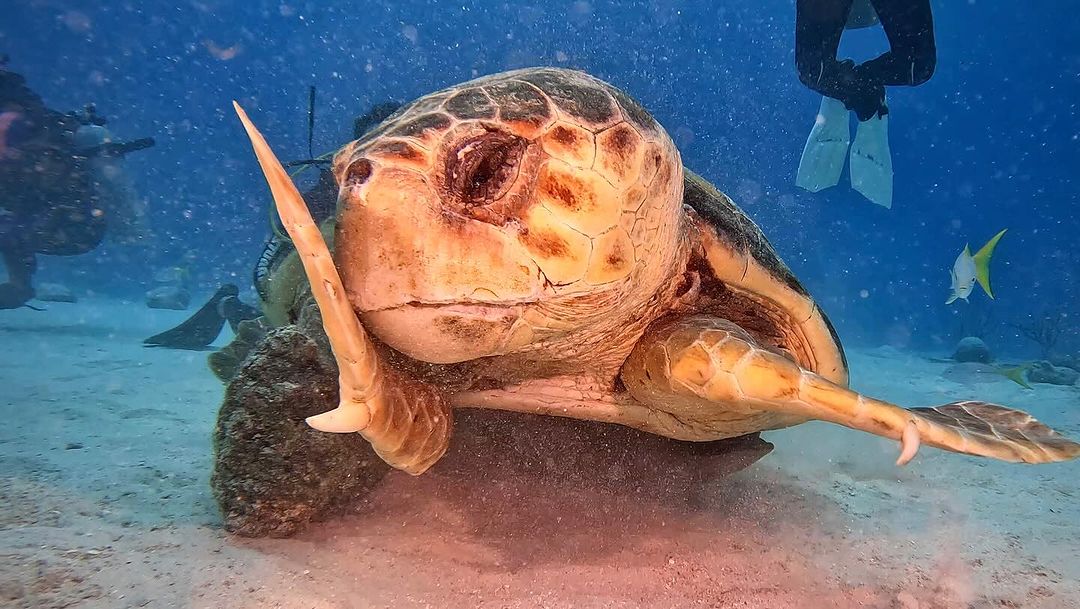 Parece que o mergulhador contou uma fofoca absurda pra ela