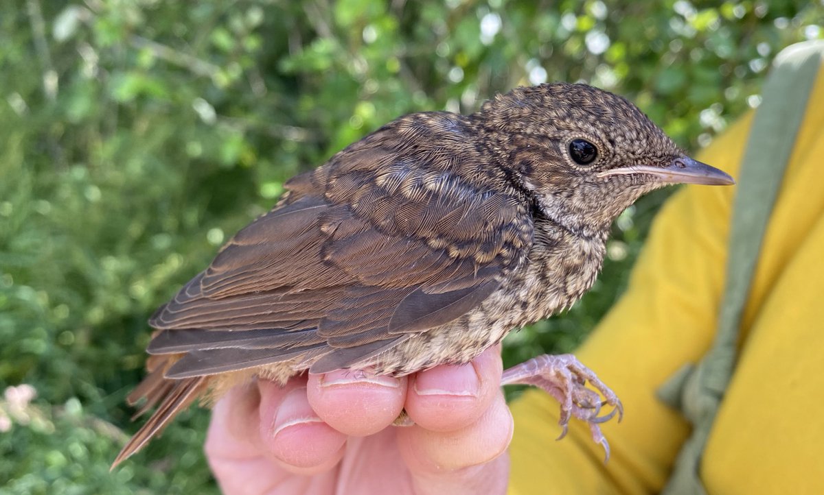 Abberton CES visit 5 produced 49 birds including recently fledged Nightingale. Great to confirm successful breeding!