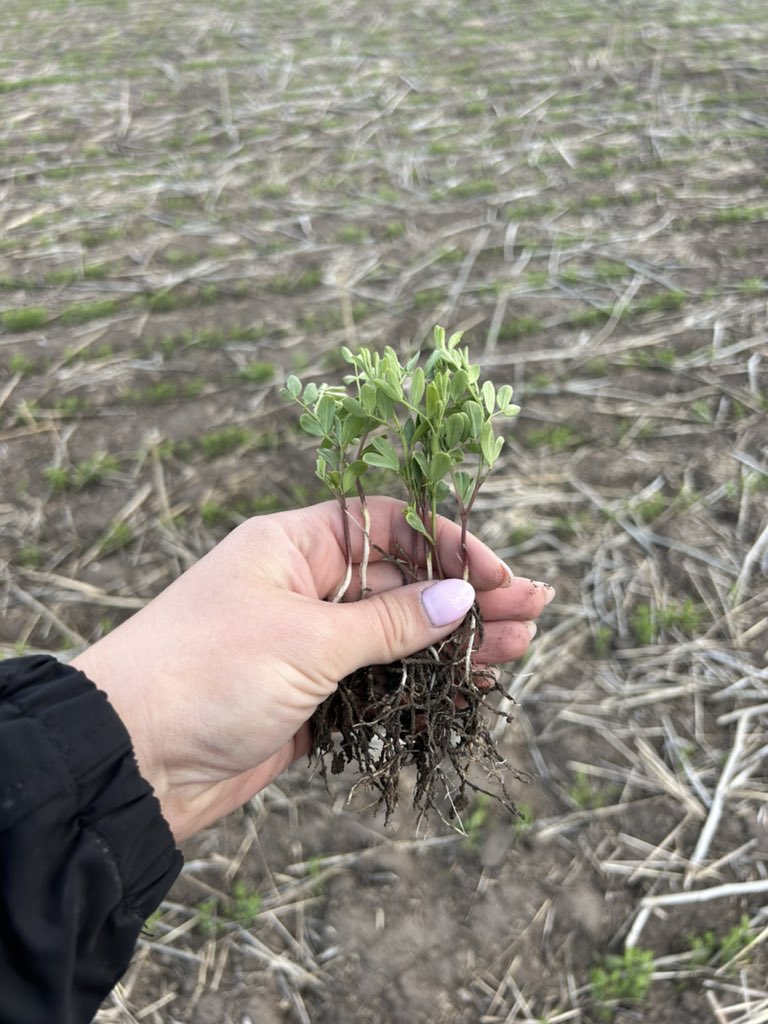 Check out these lentils!!!! These are planted in southeast Saskatchewan near Govan. They are treated with Rancona®Trio and Belmont®. They seem to have a great head start this growing season!! 
- Olivia 

#skag #upl #westerncdnag