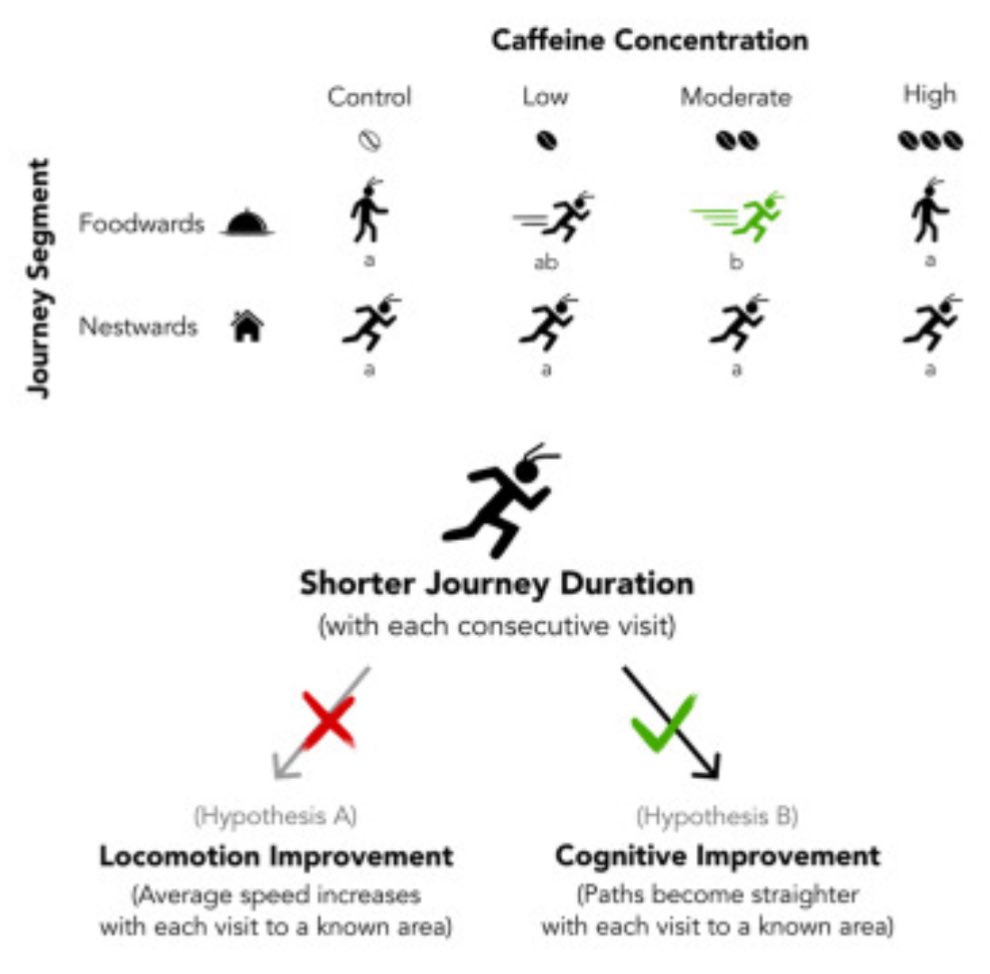 emulenews's tweet image. #iScience Acute exposure to caffeine improves foraging in an invasive ant cell.com/iscience/fullt… “caffeine boosts learning: under low to intermediate caffeine concentrations ants were 38% faster with each consecutive visit.”