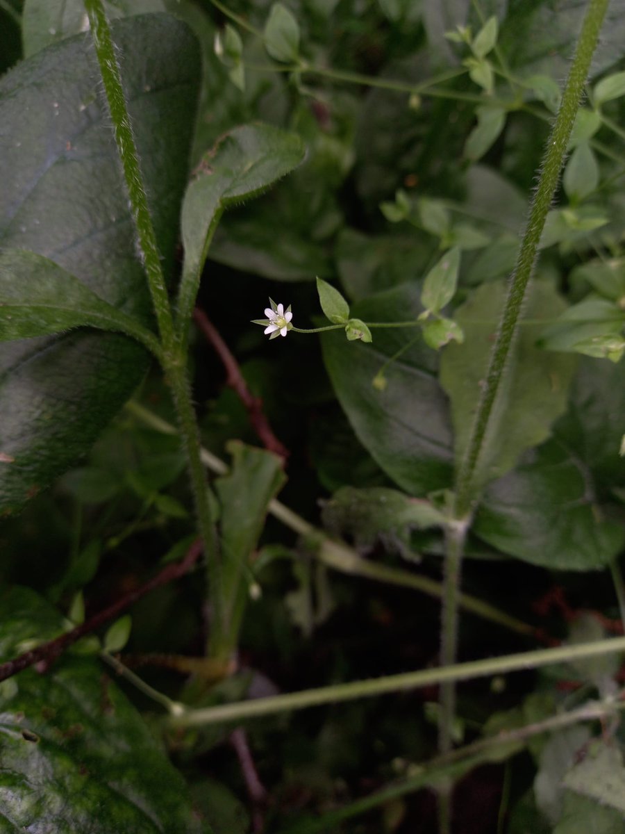 Wiltshire and Swindon Biological Records Centre tweet media