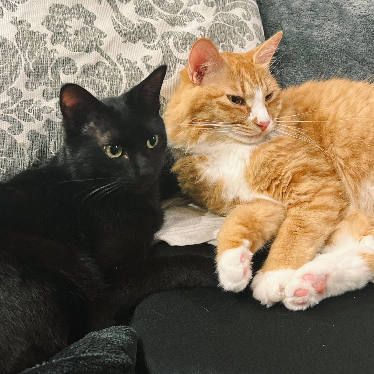 なにぬねこ@Naninucat (@naninu_cat) on X